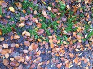 Kleines Bild 320 x 240 Px